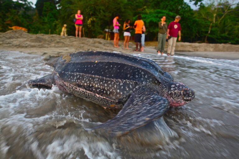 Caribbean Discovery Tours Ltd.