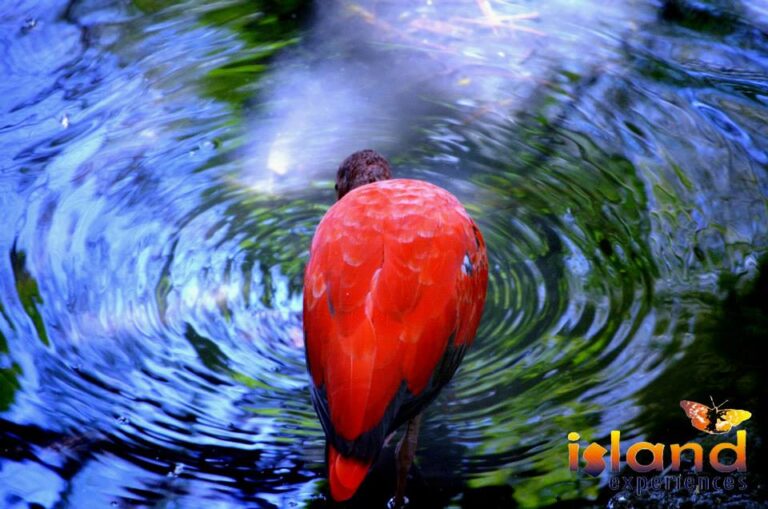 Island Experiences Island Experiences